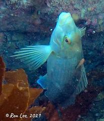 Cochleoceps bicolor