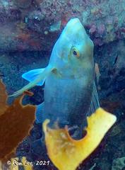 Cochleoceps bicolor