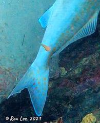 Cochleoceps bicolor