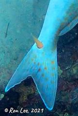 Cochleoceps bicolor