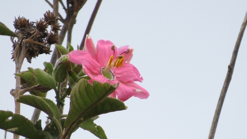 Passiflora mathewsii, photograph 1