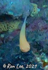 Cochleoceps bicolor