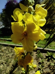 Verbascum