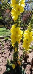 Verbascum