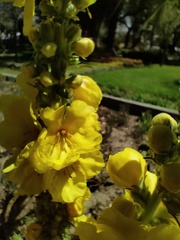 Verbascum