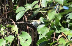 Vireo chivi