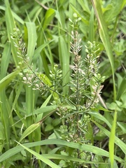 Lepidium austrinum