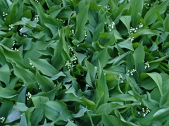 Convallaria majalis
