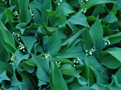 Convallaria majalis