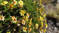 Senecio laricifolius