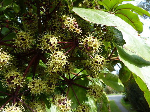 Neopanax laetus (Kirk) Allan