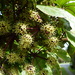 Pseudopanax laetus - Photo (c) Lloyd Esler, algunos derechos reservados (CC BY-NC), subido por Lloyd Esler