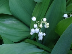 Convallaria majalis