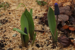 Muscari latifolium