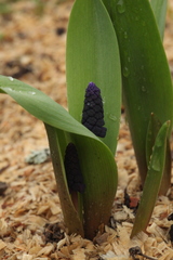 Muscari latifolium