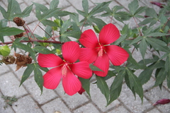 Hibiscus hybridus