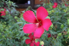 Hibiscus hybridus