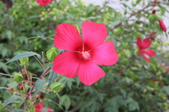 Hibiscus hybridus
