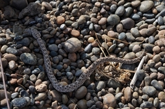 Bothrops ammodytoides
