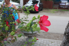 Hibiscus hybridus