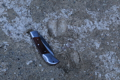 Odocoileus hemionus cerrosensis