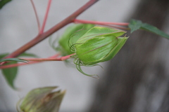 Hibiscus hybridus