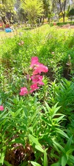 Penstemon