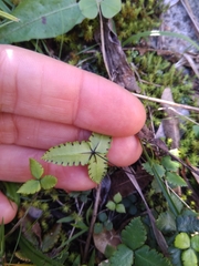 Doryopteris triphylla