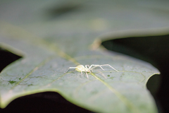 Araneae