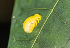 Lepidoptera