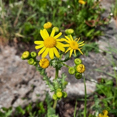 Senecio vernalis