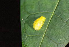 Lepidoptera