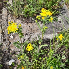 Senecio vernalis