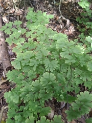 Adiantum digitatum