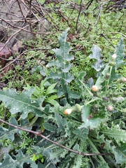 Sonchus asper