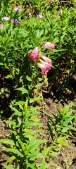 Penstemon