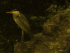 Ardea cinerea