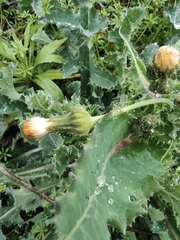 Sonchus asper