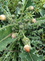Sonchus asper
