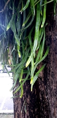 Pyrrosia longifolia
