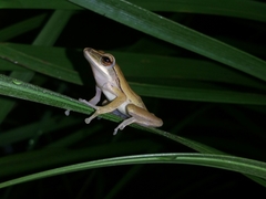 Polypedates leucomystax