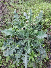 Sonchus asper