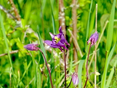 Aquilegia atrata