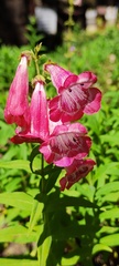 Penstemon