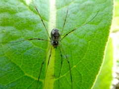 Dasylobus graniferus
