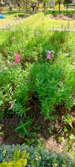 Penstemon