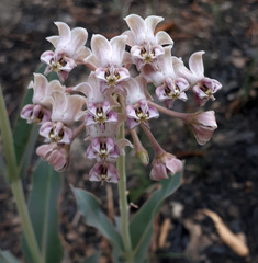 Asclepias macroura