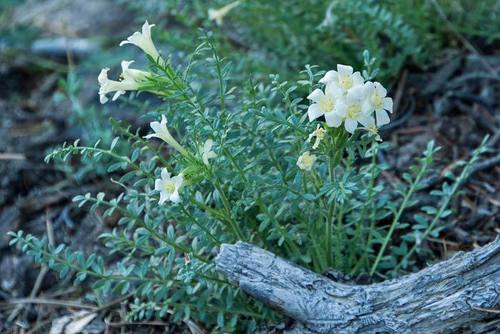 Brandegee's Jacob's-ladder (Polemonium brandegeei)