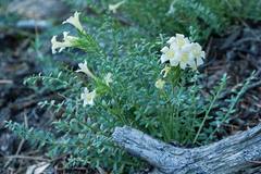 Polemonium brandegeei