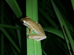 Polypedates leucomystax